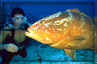 el salvador diving