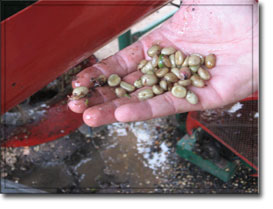 el salvador coffee processing 3