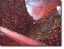 el salvaodr coffee beans