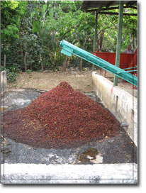 el salvador coffee processing 5