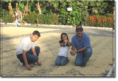 el salvador coffee alegria usulatan