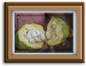 cacao pods-chocolate