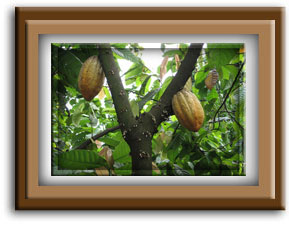 cacao tree-chocolate