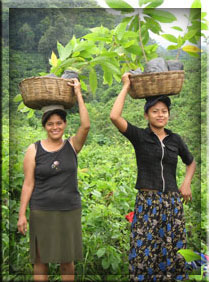 planting cacao-chocolate